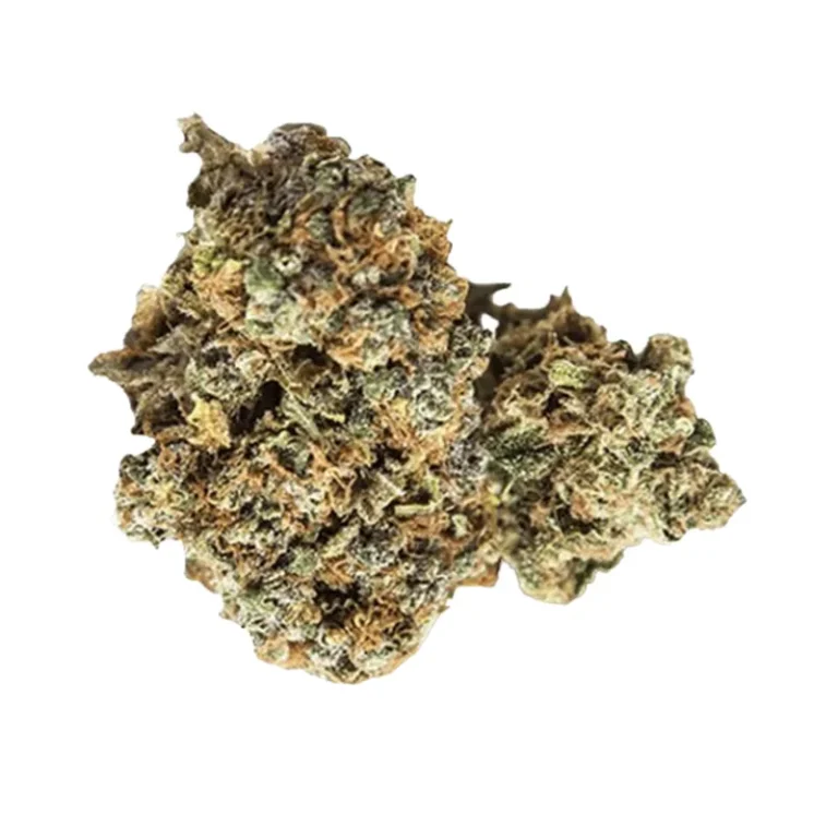 Dichte, harzige Blüte der Cannabis-Sorte Black Lime mit sichtbaren Trichomen