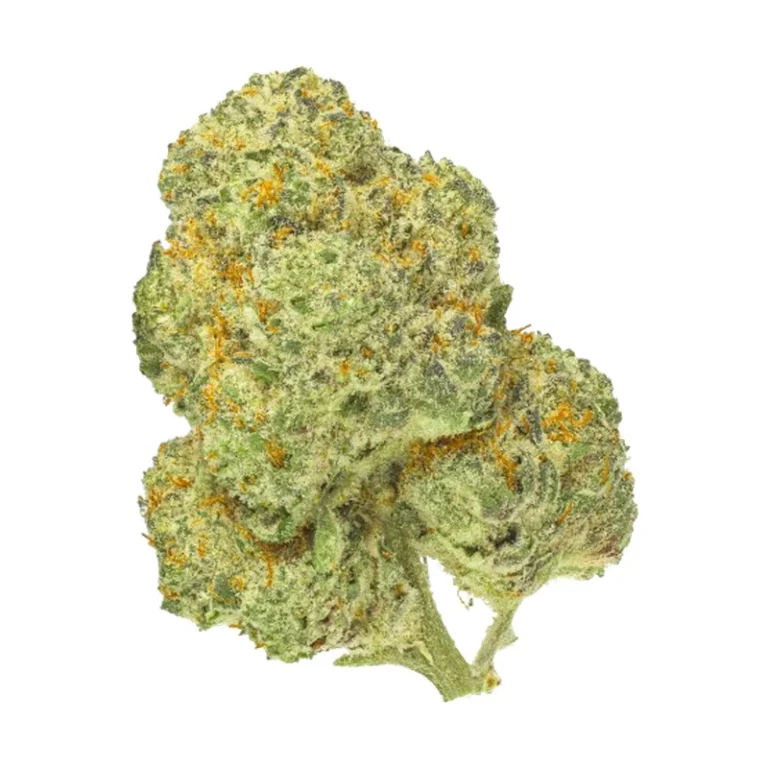 Dichte Chemango Kush Blüte mit Trichomen, medizinisches Cannabis mit hohem THC-Gehalt