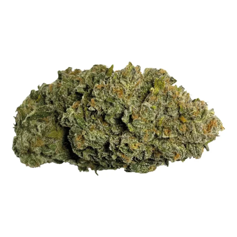 Cannabisblüte der Sorte Crescendo Cookies mit orangefarbenen Stempeln und dichtem Trichom-Überzug
