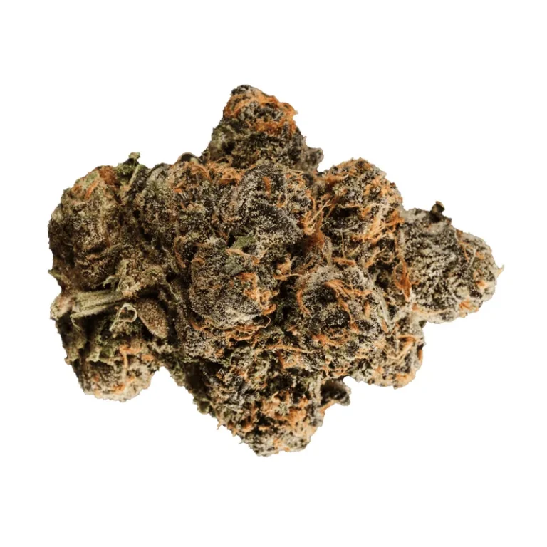 Gastro Pop Cannabisblüte mit violetten Farbakzenten, orangefarbenen Blütenhaaren und dichter, glänzender Trichomschicht