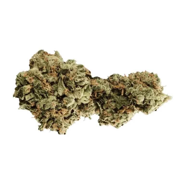 GMO Cookies Cannabisblüte mit dichtem Trichombelag, orangefarbenen Blütenhaaren und violetten Farbeinschlägen