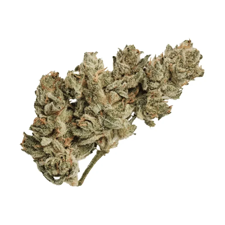 Gorilla Glue Cannabisblüte mit dichtem, klebrig-glänzendem Trichombelag und orangefarbenen Blütenhaaren