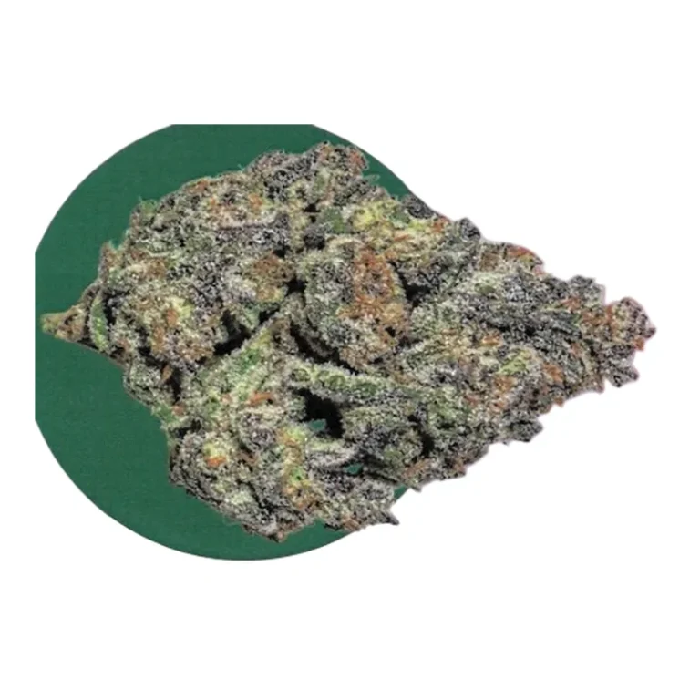 Grape Gasoline Cannabis Blüte mit violetten Blättern und dichtem Harzüberzug