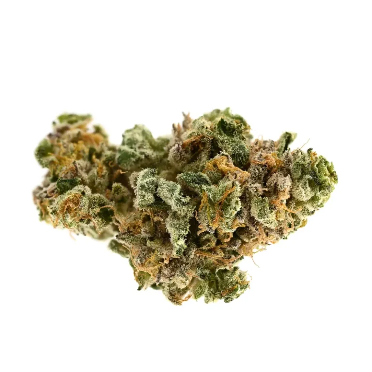 Nahaufnahme einer Jelly Mints Cannabisblüte mit sichtbaren Trichomen und violetten Blattspitzen