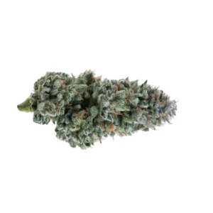 Nahaufnahme einer Kosher Tangie Cannabisblüte mit dichtem Harz und orangefarbenen Stempelfäden