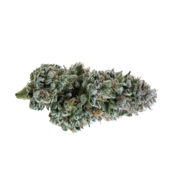 Nahaufnahme einer Kosher Tangie Cannabisblüte mit dichtem Harz und orangefarbenen Stempelfäden