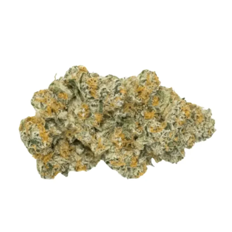 Dichte, violett-grüne Lava-Cake-Cannabisblüte mit sichtbaren Trichomen