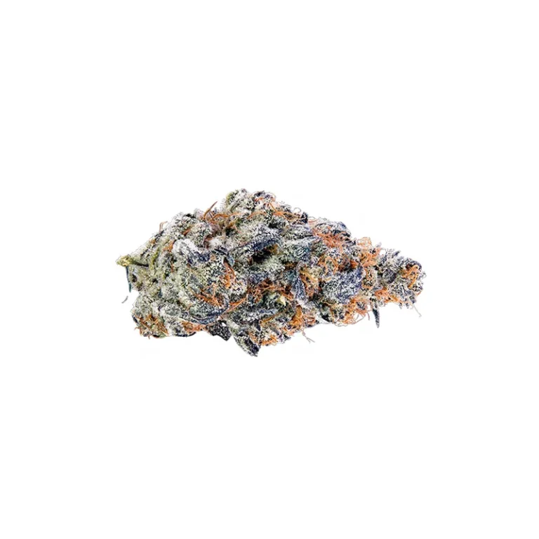 Nahaufnahme einer Mandarin Cookies Cannabisblüte mit orangen Stempelfäden und dichtem Trichombelag