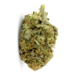 Mango Kush Cannabisblüten mit sichtbarer Harzschicht und dichten Blütenständen