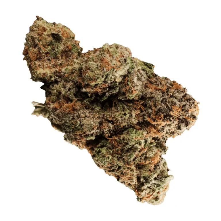 Dichte, trichomreiche Blüte der Cannabis-Sorte Miracle Mint mit orangen Stempelfäden
