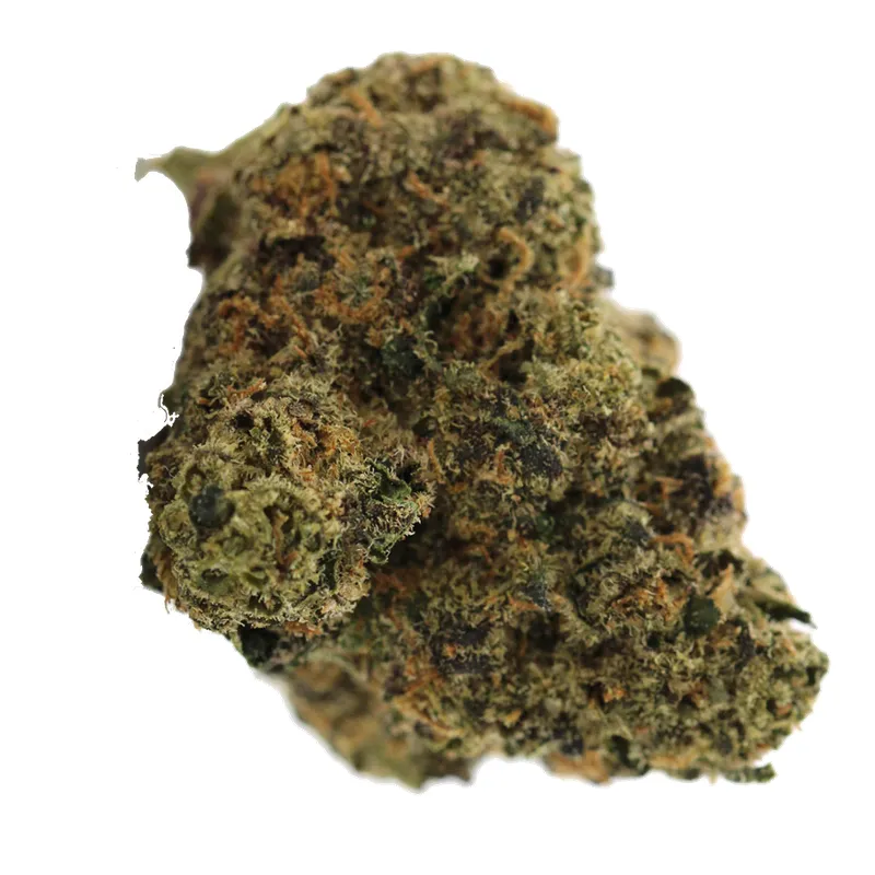 Dichte, dunkle Buds der Cannabissorte Modified Gas mit sichtbaren Trichomen und orangen Stempelfäden