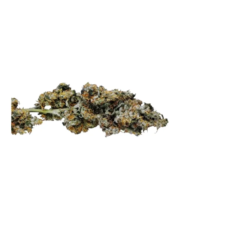 OG Kush Cannabisblüte mit dichtem Trichombelag, olivgrüner Farbe und orangefarbenen Blütenhaaren