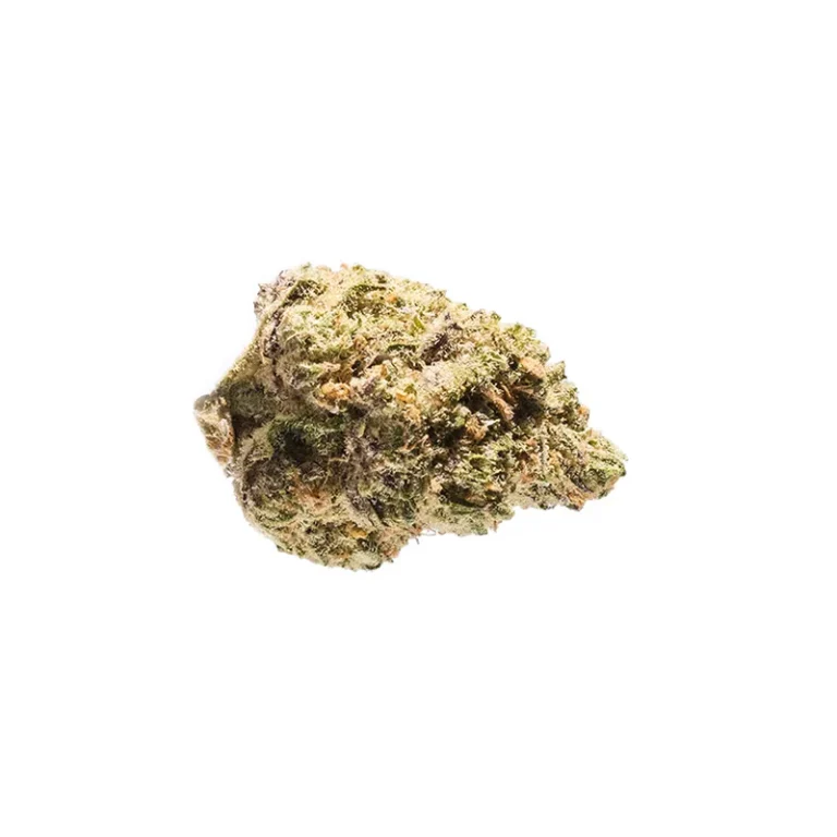Peyote Critical Cannabisblüte mit violetten Blättern und dichtem Harzüberzug