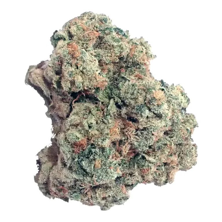 Purple Punch x Jungle Cake Cannabisblüte mit violetten Blattspitzen und dichten Trichomen
