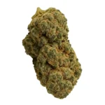 Cannabisblüte der Sorte Sudz mit dichten, harzigen Blütenständen und Zitrusfarbton