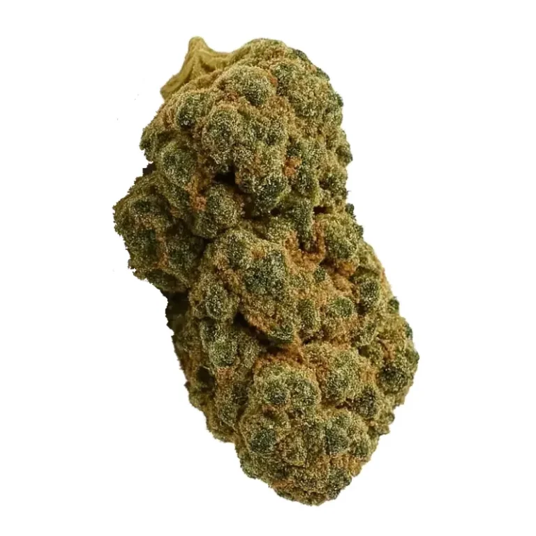 Cannabisblüte der Sorte Sudz mit dichten, harzigen Blütenständen und Zitrusfarbton