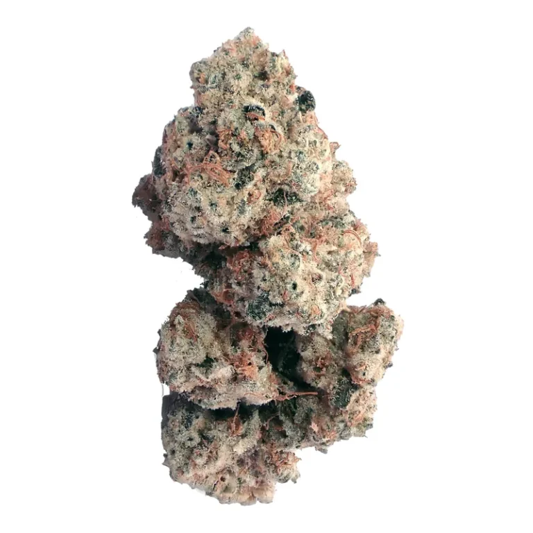 Nahaufnahme einer Sugar Cake Cannabisblüte mit dichten Trichomen und orangen Stempeln