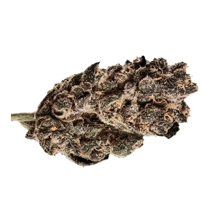 Tropicana Cookies Cannabisblüte mit hellgrünen, violett schimmernden Blättern, orangefarbenen Blütenhaaren und dichtem Trichombelag