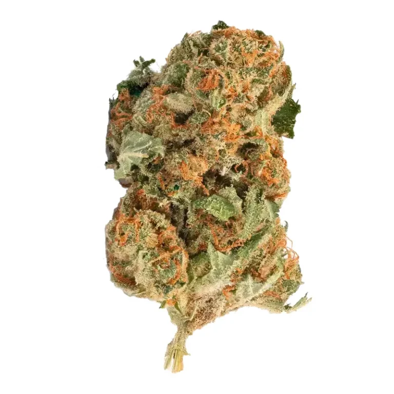 White Widow Cannabisblüte mit dichtem, schneeweißem Trichombelag und orangefarbenen Blütenhaaren